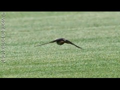 150227_0937-swallow-NZ