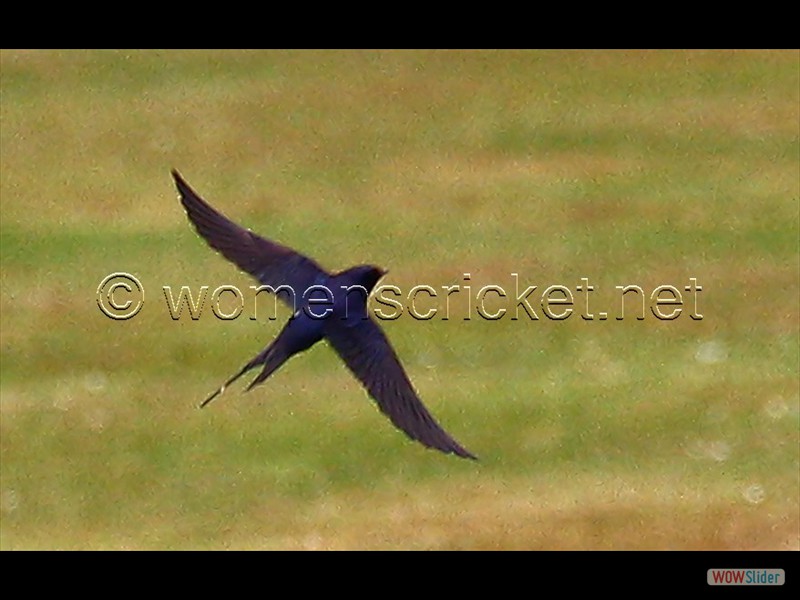 150705_153-swallow 150705_153-swallow
