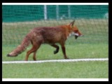 110531_036-fox-JS2s